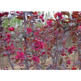 北美海棠——红宝石工程苗