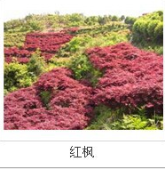 QQ截图20150704095553