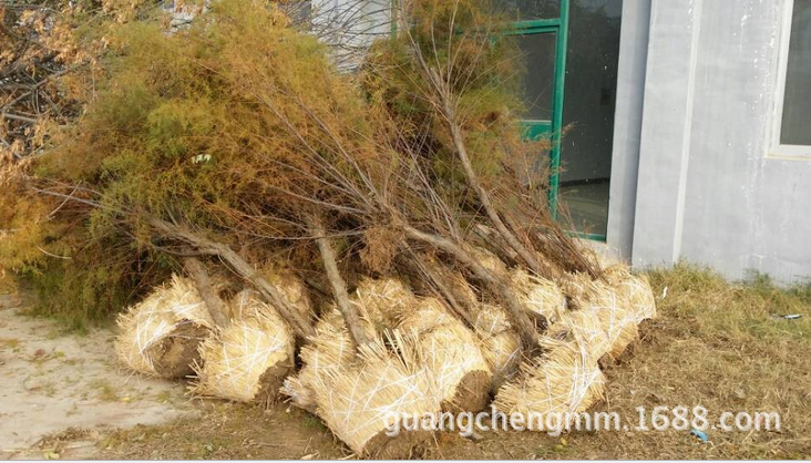 垂丝柳