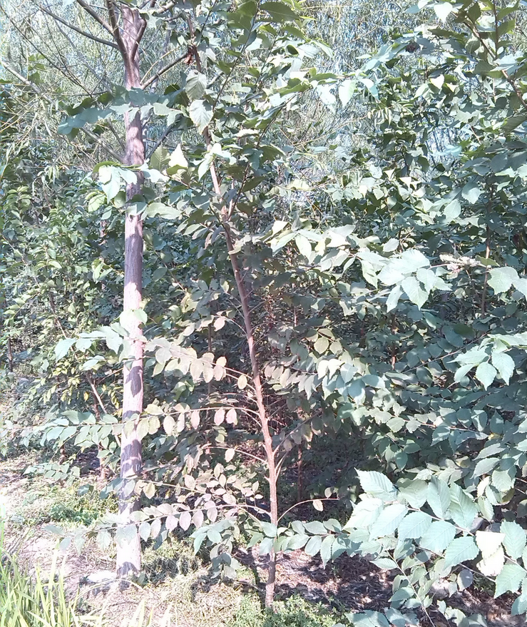 山东榆树